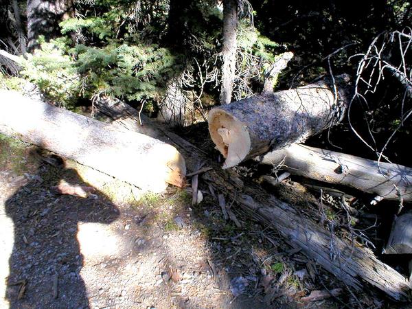 PA250021 - Good thing the ants already started the cut for us.
Only took about 15 minutes with the bow saw.