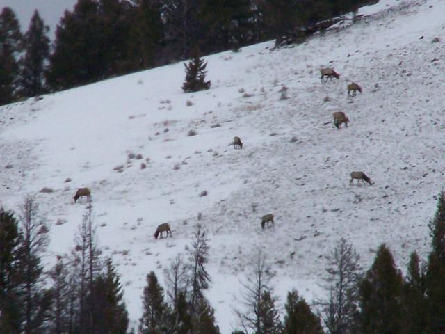 There were ELK all over this hill. You can only see a few in this pick.