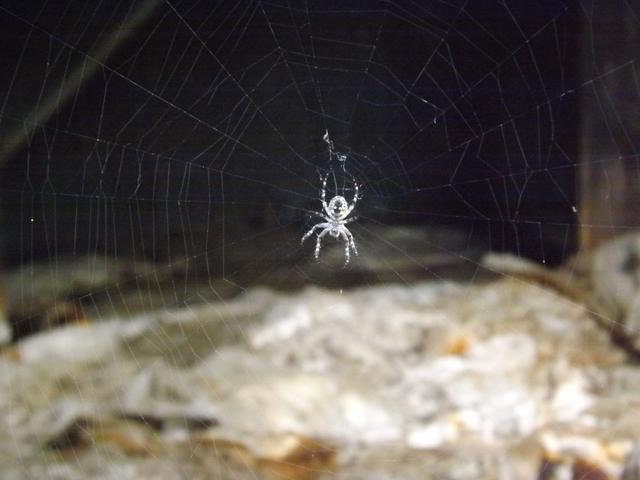 DSCF4237.JPG