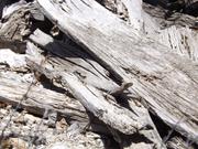 DSCF4379.JPG