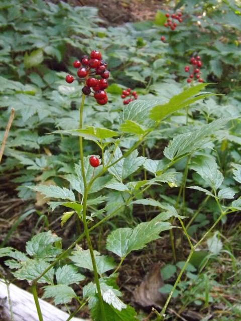 DSCF4596.JPG