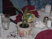 DSC00991