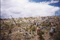 deer1