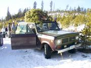 Burtons' Scout and Christmas Tree