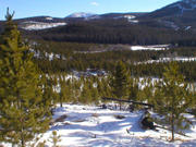 The view from the top, back towards the camp.
Plenty of Christmas tree possibilites!