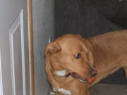 2008_0330woodchute0001