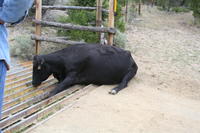 Cow with two paws stuck in the cattle guard