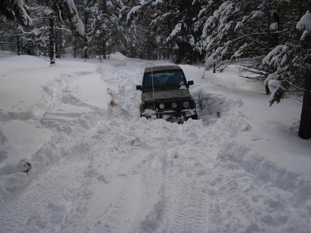 Blacktail010409 004