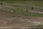 Pansy Comer, Gryphin Racing, 1st Obstacle Run - 5.2M