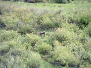 Don's Moose Pictures